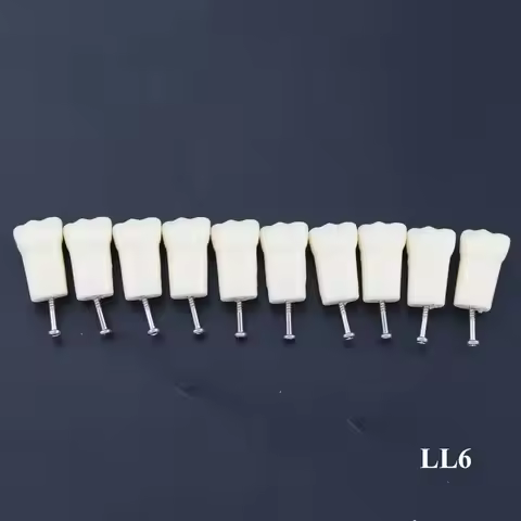 10pcs/lot Individual Replacement Teeth For 28 Teeth Typodont Kilgore Nissin 500