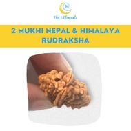 / 2 Mukhi ( 2 Faces) Rudraksha Bead Himalayan & Nepal | The 5 Elements