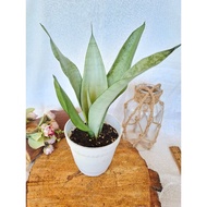 Indoor Plant- Sansevieria Moonshine / Snake Plant