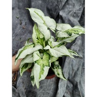 Syngonium 3 Kings (Indoor Plant)
