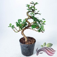 [Bonsai] Mini bonsai rosita deco garden real live plant 一粒金盆栽植物 by LS Group