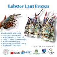 AKG-316 LOBSTER LAUT FROZEN 1KG (ISI 7-10) BABBY LOBSTER