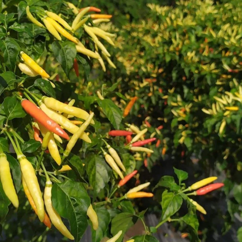 isi 30 butir benih cabe rawit jarum super lebat benih unggulan