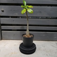 沙漠玫瑰 連 ecopots花盆