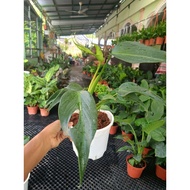 🌷 INDOOR RARE🌷MONSTERA BURLE MARX FLAME ADA/BMFL/REAL LIVE PLANTS