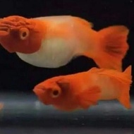 ikan guppy king koi red ear new