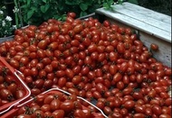 2024年 🍅聖英小番茄🍅 黃金✨歸線ㄟ蕃茄