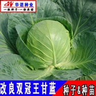 日本進口蔬菜種籽改良雙冠王甘藍種子 種籽卷心菜包頭菜大頭菜種籽種苗hn