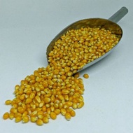 kernels mushroom popcorn | biji jagung | bertih jagung | popcorn seed