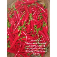 Chili padi red (Hot) 100gm / pkt Rm1.80