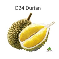 Pokok Durian D24....