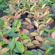 aglaonema big roy