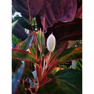 aglaonema red siam lucky plant