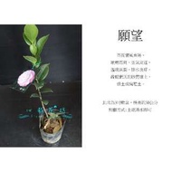 心栽花坊-願望/茶花/茶花苗/小品售價60特價50
