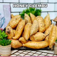 UBI MADU CILEMBU / HONEY CILEMBU / CAMERON HIGHLANDS [RANDOM SIZE] FRESH