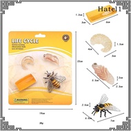 [Hatel] Life Cycle of Bee Toys Puzzle Animal Life Growth Cycle Figure Role Play