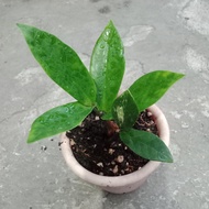 zamia kulkas varigata