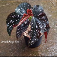SUPER MURAH Tanaman hias begonia mocca - Begonia moca - Begonia Moka