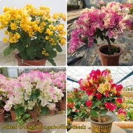 [Quick Delivery] 100pcs Colorful Bougainvillea Flower Seeds Real Potted Live Plants for Sale Bonsai