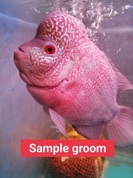 (2pcs) Flowerhorn Kamfa malau fries