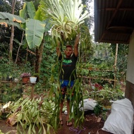 Kadaka Big Ornamental Antlers