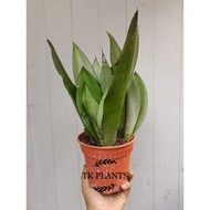 TKP ,Sansevieria Moonshine ,Snake Plant , Lidah Mak Mertua , Indoor Plant ,Remove Dust Plant , Real 