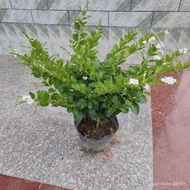 （现货）白色蕾丝金露花巧克力香味庭院阳台种植四季开花新手好养植物