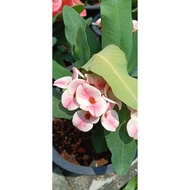 Euphorbia (Mahkota berduri)