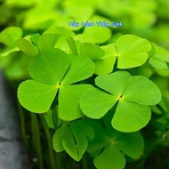 4-leaf clover (chicken plant, grass) aquatic aquarium decoration