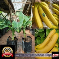 Bibit Pisang Cavendish Sunpride