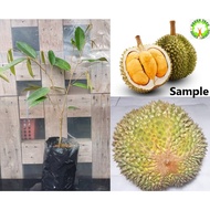 Fruit Tree - Anak Pokok Durian Duri Hitam / Black Thorn Durian 榴莲黑刺树苗  2f+- (Kahwin) - Grafting