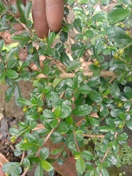 bibit Hokiantea mikro buah / arcia