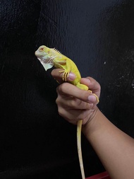 albino x albino iguana
