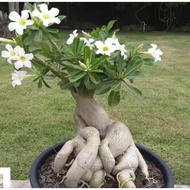 Tanaman Hias Bonsai Bunga Adenium Putih/Bahan Bonsai Adenium