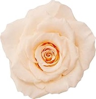 Daichi Farm Made in Japan Preserved Flowers, Full Bloom, Rose, M, Flower Diameter: Approx. 2.3-2.4 i