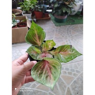 Double leaf Thai Caladium/Keladi Thailand/Keladi Hiasan