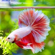 TERLARIS.. IKAN CUPANG - Ikan Cupang Halfmoon Jantan Ikan Laga Ikan Cupang Warna Bagus Ikan Hias Aqu
