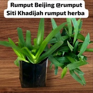 rumput harba Beijing rumput Siti Khadijah