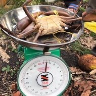 KETAM SABAH 🦀 KING CRAB 🦀 KETAM KALUK 🦀 SUPPLY KETAM MURAH BORNEO