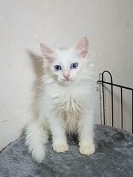 Kucing persia mix mainecoon white solid - MK01 PELUNASAN