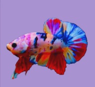 Bettaปลากัดนีโม่ โค่ย มัลติ แคนดี้ ตัวผู้ คัดเกรดAAA สีสวยสดใส มีหลากหลายสีสัน มีรับประกันสินค้า มีบริการเก็บเงินปลายทาง