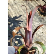 jantung - Bromeliad by Gha Garden House