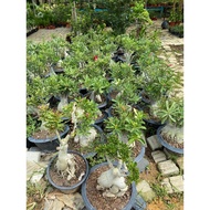 POKOK KEMBOJA ADENIUM THAILAND REAL LIVE (8 inci) random colour