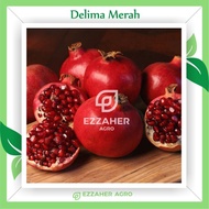 Bibit Tanaman Buah Delima Merah