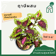 ฤาษีผสม กระถาง 5-6 นิ้ว ต้นฤาษีผสม เป็นไม้แดด ไม้ด่างสวย ใบสีสันสดใส