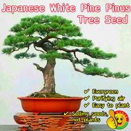 ปลูกง่าย ปลูกได้ทั่วไทย (50 เมล็ด/ซอง) ต้นสนญี่ปุ่น เมล็ดบอนสีเทพๆ Rare Japanese White Pine Pinus Tree Seeds for Planting Bonsai Tree Seeds Ornamental Potted Plants Seeds Flower Seeds ต้นไม้ฟอกอากาศ ต้นไม้มงคล ต้นไม้ ต้นบอนสี ต้นไม้ประดับ ไม้ประดับมงคล