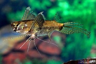 【Sus Aquatic】AFRICAN BUTTERFLY FISH - 古代蝴蝶鱼 【 #PDSA8274 】