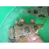 Ikan Hias Buntal DUREN Size L - Ikan Hias Air Laut BEST QUALITY