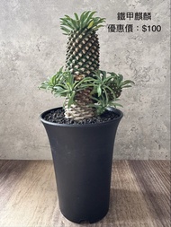 清位特價 鐵甲麒麟 碧岩玉 多肉植物 塊根 盆栽 仙人掌