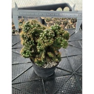 Euphorbia lactea#cactus#flower#